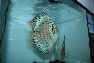 RT Discus