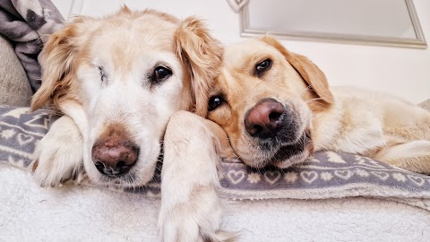 Furbabiesgowalkies