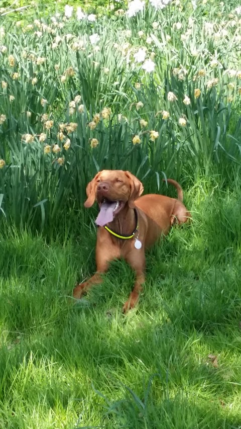 Waggytails Dog Walking in South Liverpool