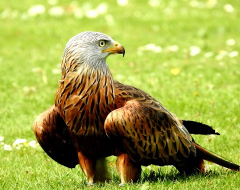 Liberty's Owl, Raptor & Reptile Centre