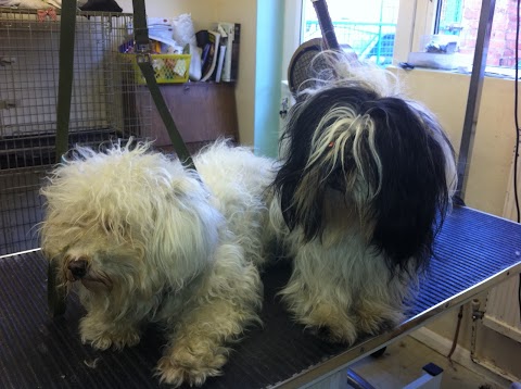 “Groomers Northampton “ complete dog grooming service