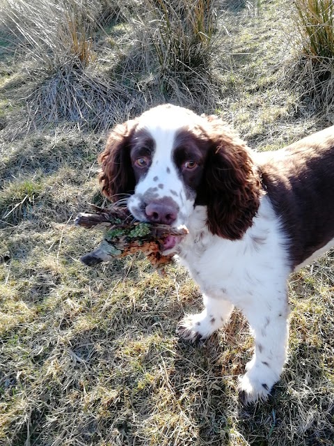 Buddy Good Walk