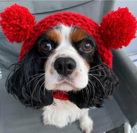 Dapper Dogs Of Bearwood