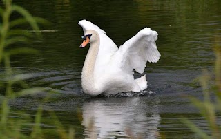 Bishop's Waltham Pond