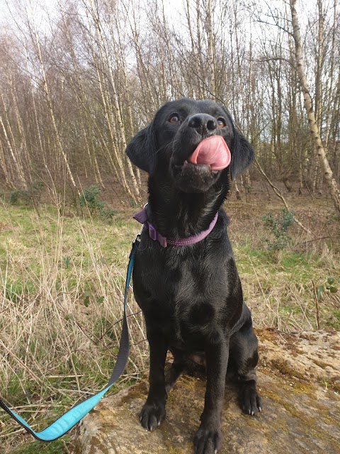 Paws Dog walking