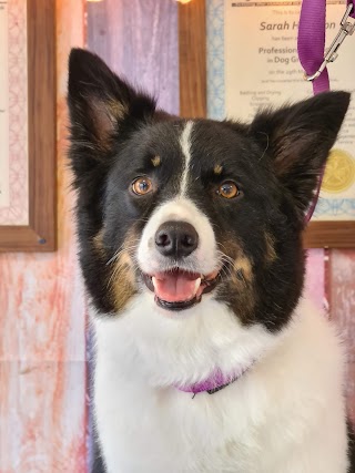 Dogs shed at Doggie Digs!