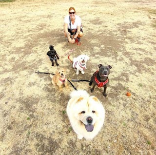 Otis and Friends Dog Walking