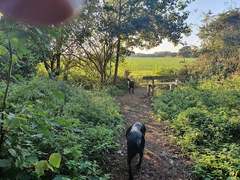 Maybush Copse