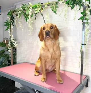 Oces Holistic Dog Grooming & Self Service