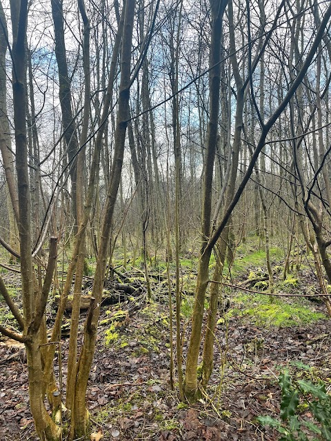 Malls Mire Community Woodland