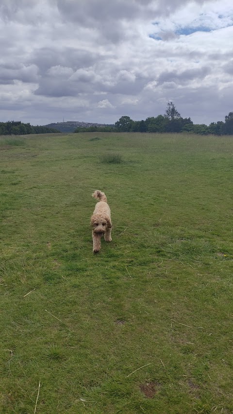 Sunnymead Boarding Kennels & Cattery