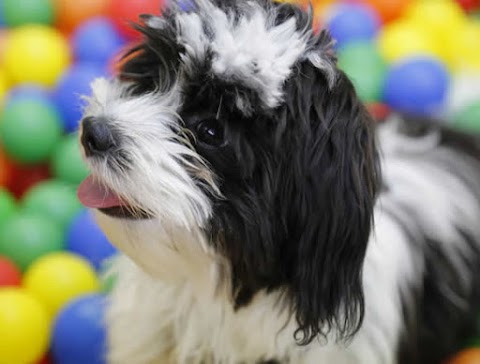 Dogz Club - Doggy Day Care and Dog Grooming Stockport