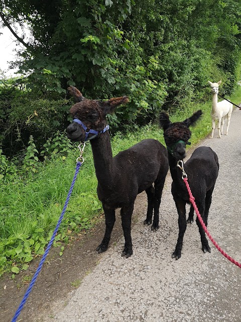 Ings Park Alpacas