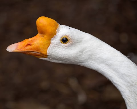 Hallswood Animal Sanctuary