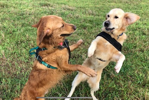 Pawsonal Dog Walker & Trainer