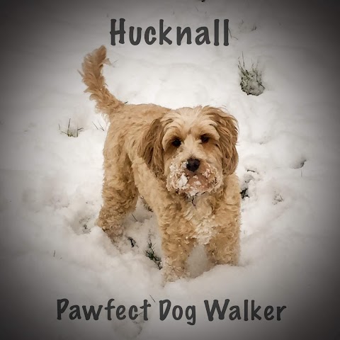 Hucknall Pawfect Dog Walker & Cat Sitter