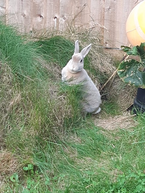 Northlands Veterinary Group, Cat and Rabbit Care Clinic