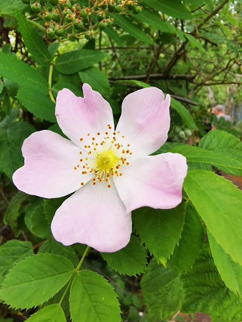 Betty Eastwood Park