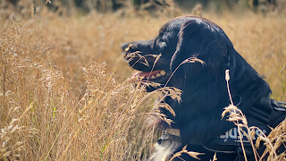 Professional Dog Walkers Association