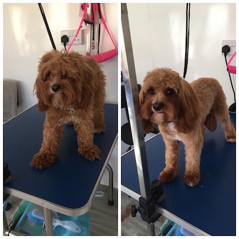 Posh Paws Grooming ( Dog Grooming Basingstoke )