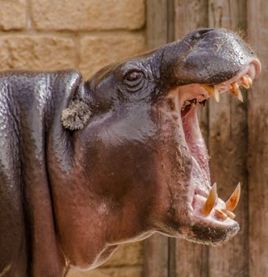 Heythrop Zoological Gardens