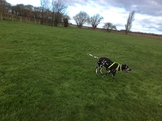 Laurel House Dog Walking Field