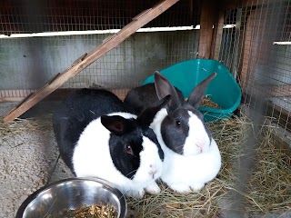 Damson Lodge, Small animal boarding