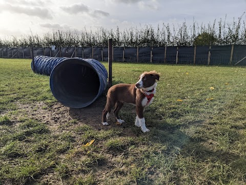 Dog Walker 4U & Lowfield Meadow Dog Park