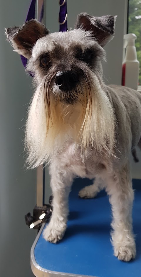 Shaggy Chic Dog Grooming