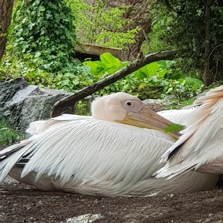 Pelicans