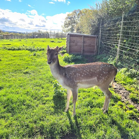 Scotty's Donkeys & Animal Park