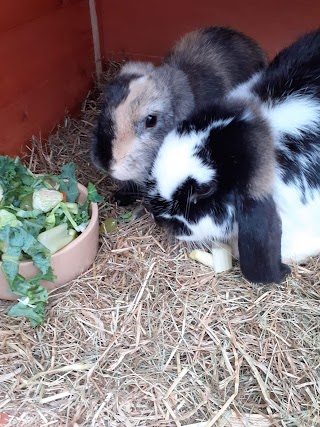 Pets at Home Barry