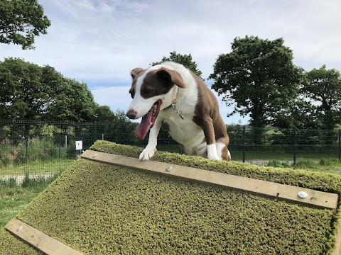 Grove Nurseries Boarding Kennels & Cattery Ltd