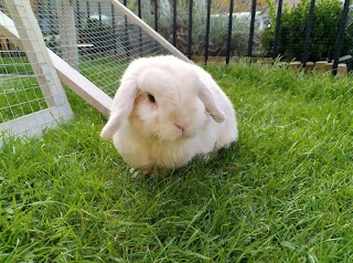 Brinsworth Bunny Boarding