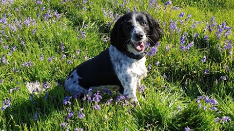 WELSH PAWS