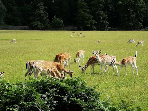 Bradgate Park