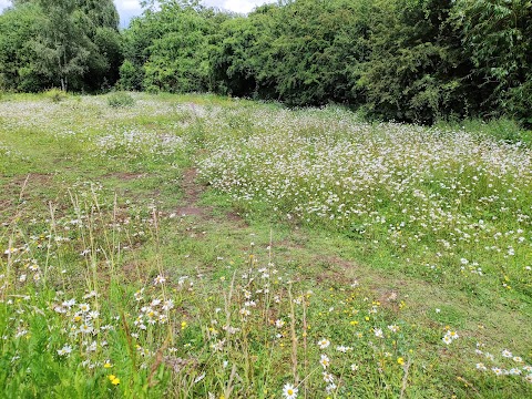 King's Meadow Nature Reserve