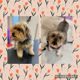 Truly Trims Dog Grooming