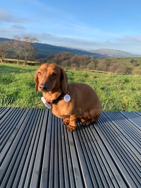 Black & Tan Dachshund Boarding