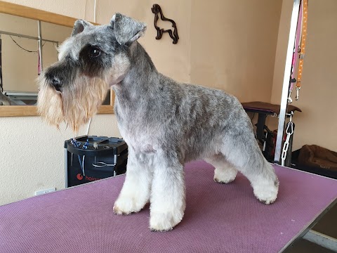 Dapper Dog Grooming Salon in Cannock