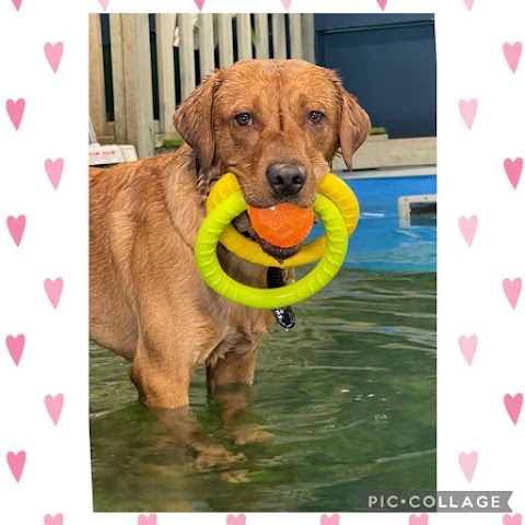 Paws In The Pool!