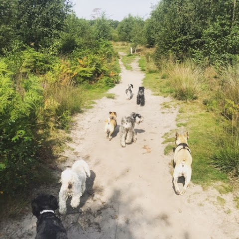 Dolly's Dog Day Care & Dog Boarding in Cobham, Surrey