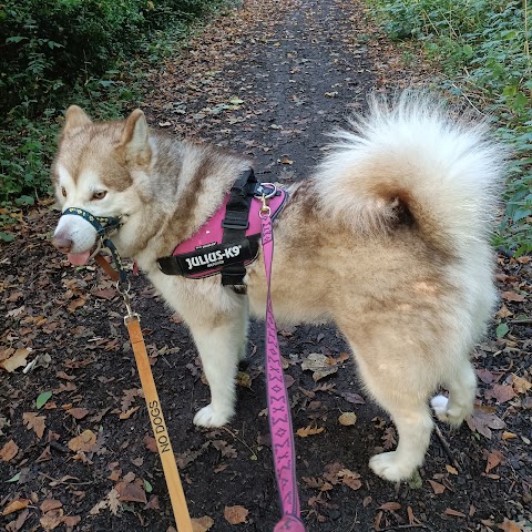 Walking to wagging tails