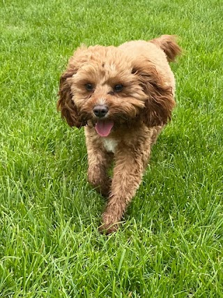 Blissful Pups Cavalier King Charles, Cavapoo & Toy Breeds Daycare