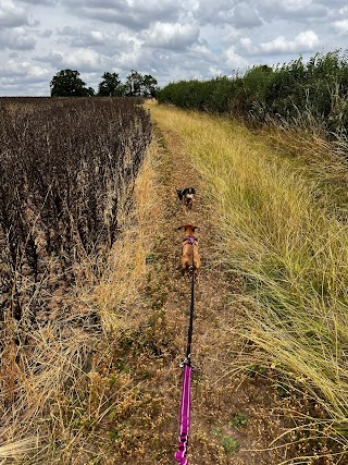 Bromsgrove Dog Boarding