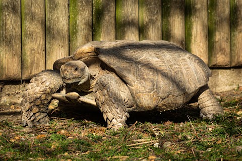 Hamerton Zoo Park