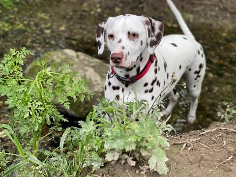 One to One Dog Walking