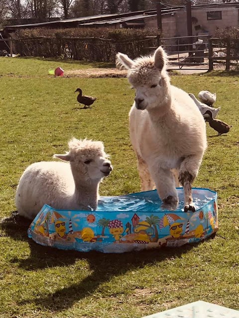 Hassall Alpacas Cheshire