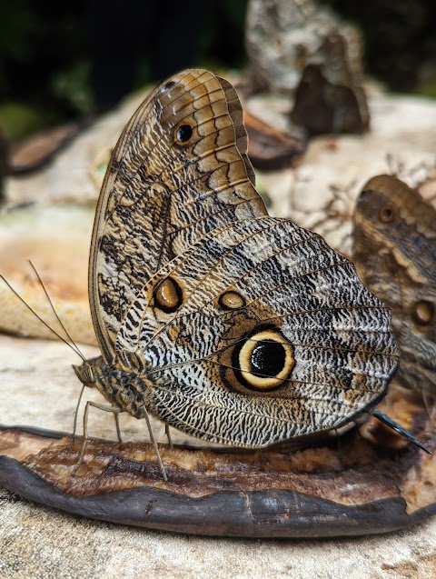 Stratford Butterfly Farm