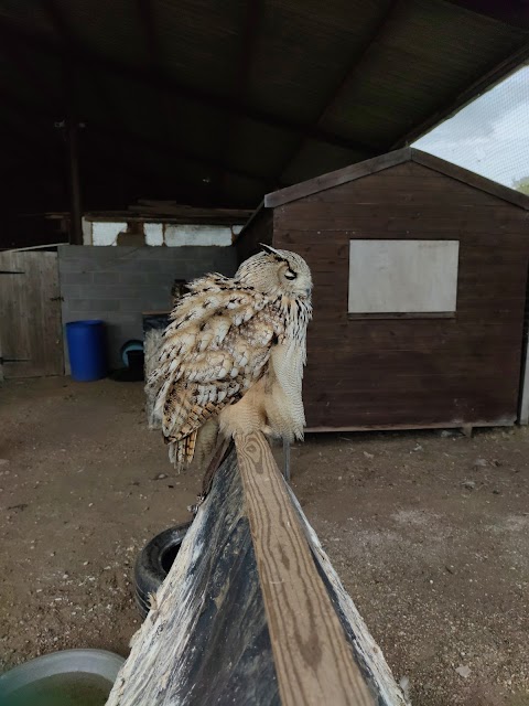 Bird on the Hand Falconry Experiences